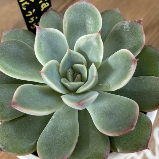 花うらら 現物商品 - 多肉植物 人気の多肉植物 多種類の多肉植物 花うらら 現物商品 - 多肉植物 人気の多肉植物 多種類の多肉植物