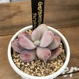 商品検索 - 多肉植物 人気の多肉植物 多種類の多肉植物通販専門 商品検索 - 多肉植物 人気の多肉植物 多種類の多肉植物通販専門