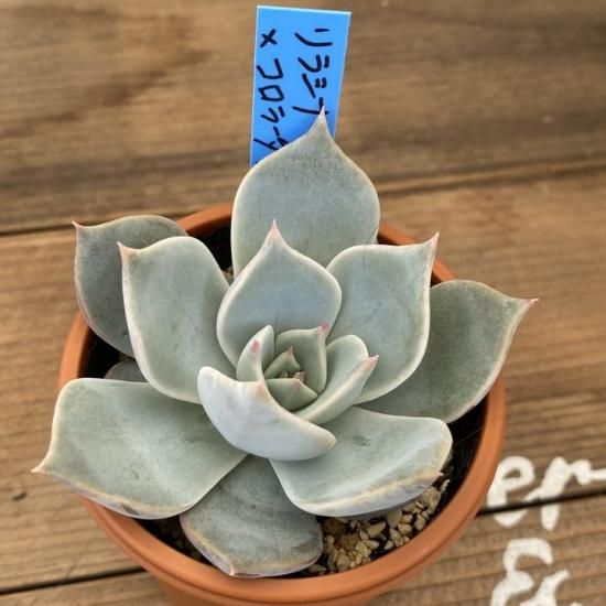 リラシナ コロラータタパルパ 現物商品 多肉植物 人気の多肉植物 多種類の多肉植物通販専門店リバスタ