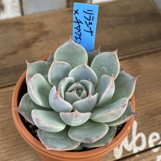 リラシナ チワワエンシス 現物商品 多肉植物 人気の多肉植物 多種類の多肉植物通販専門店リバスタ