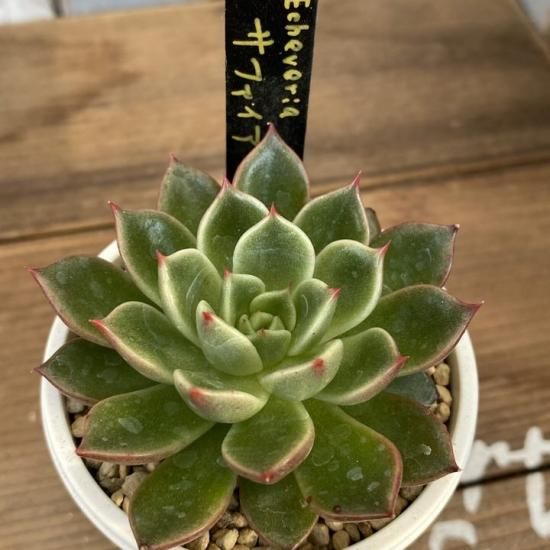 サファイア 現物商品 - 多肉植物 人気の多肉植物 多種類の多肉 サファイア 現物商品 - 多肉植物 人気の多肉植物 多種類の多肉