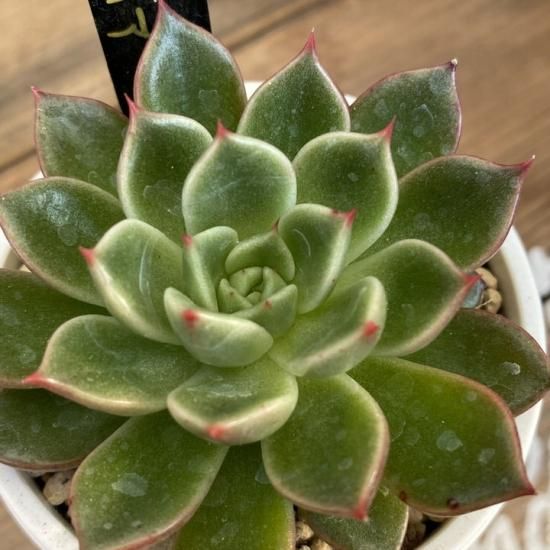 サファイア 現物商品 - 多肉植物 人気の多肉植物 多種類の多肉 サファイア 現物商品 - 多肉植物 人気の多肉植物 多種類の多肉