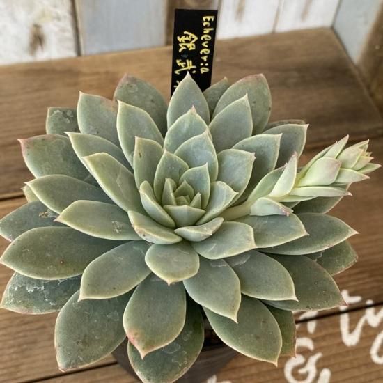 銀武源 現物商品 - 多肉植物 人気の多肉植物 多種類の多肉植物