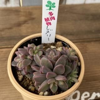 商品検索 - 多肉植物 人気の多肉植物 多種類の多肉植物通販専門 商品検索 - 多肉植物 人気の多肉植物 多種類の多肉植物通販専門