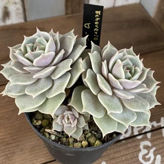 ローラ 現物商品 多肉植物 人気の多肉植物 多種類の多肉植物通販専門店リバスタ