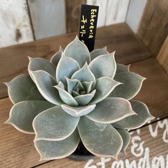 チェリークイーン 現物商品 - 多肉植物 人気の多肉植物 多種類の多肉