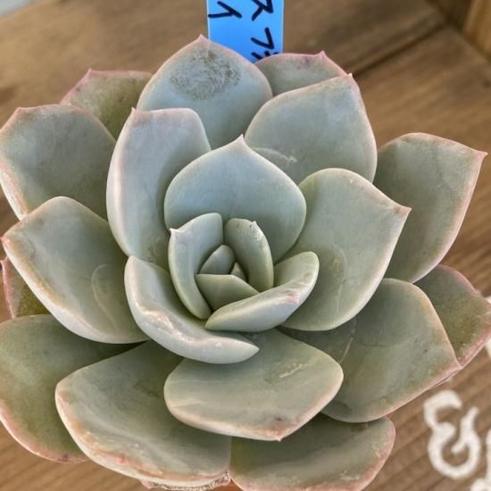 シムランスブスタマンテ×ラウィ 現物商品 - 多肉植物 人気の多肉植物