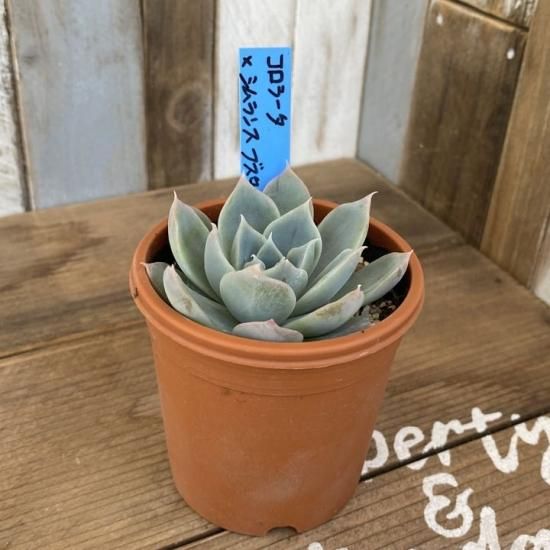 コロラータ×シムランスブスタマンテ 現物商品 - 多肉植物 人気の多肉