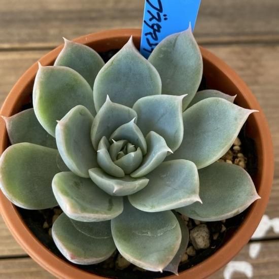 ★売約済みエケベリア「フィオナ×シムランスブスタマンテ」☆ ☆売約済みエケベリア「フィオナ×シムランスブスタマンテ」☆ - メルカリ