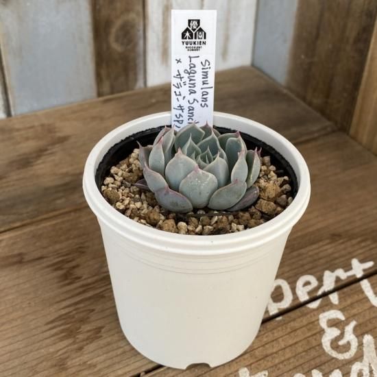 simulans Laguna Sanchez×ザラゴーサSPノバ 現物商品 - 多肉植物