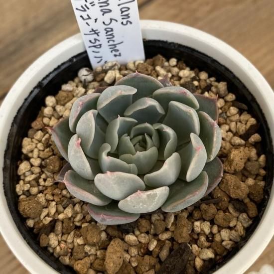 simulans Laguna Sanchez×ザラゴーサSPノバ 現物商品 - 多肉植物