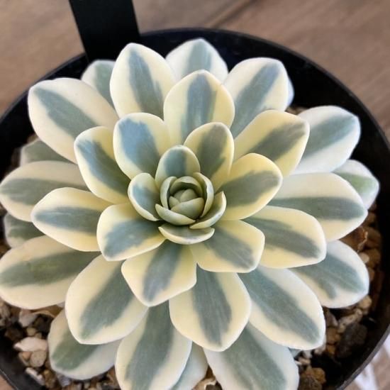 富士 現物商品 多肉植物 人気の多肉植物 多種類の多肉植物通販専門店リバスタ