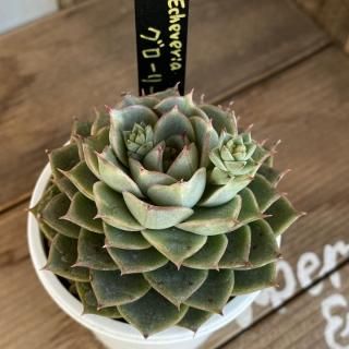 商品検索 - 多肉植物 人気の多肉植物 多種類の多肉植物通販専門 商品検索 - 多肉植物 人気の多肉植物 多種類の多肉植物通販専門