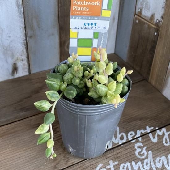 エンジェルティアーズ - 多肉植物 人気の多肉植物 多種類の多肉植物