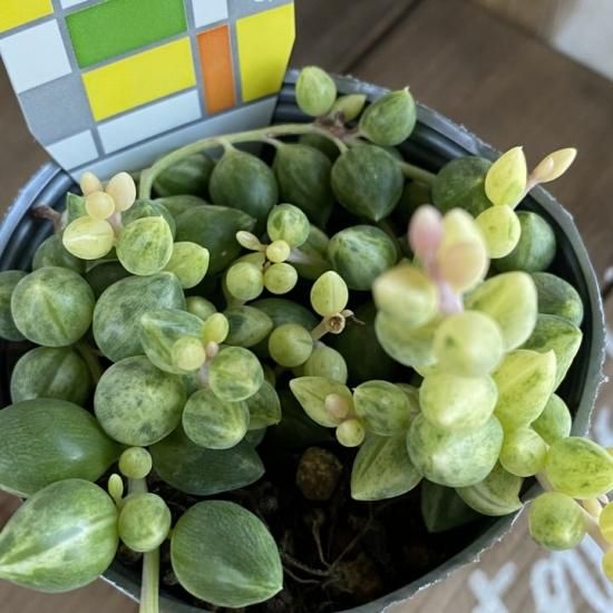 多肉植物　エンジェルティアーズ エンジェルティアーズ - 多肉植物 人気の多肉植物 多種類の多肉