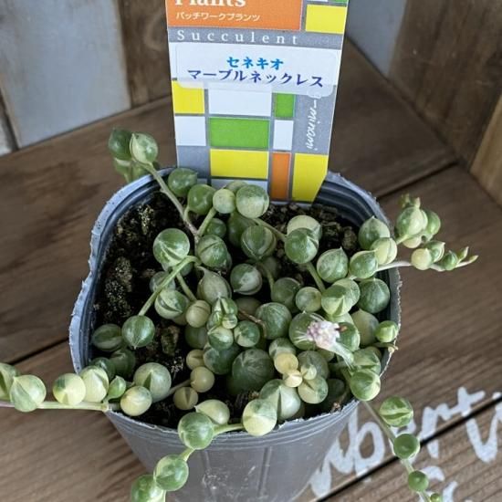 マーブルネックレス 多肉植物 人気の多肉植物 多種類の多肉植物通販専門店リバスタ