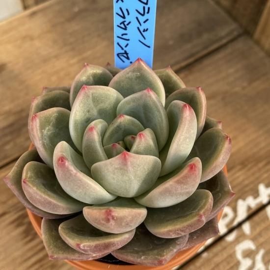 フランシノ×ラウリンゼ 現物商品 - 多肉植物 人気の多肉植物 多 フランシノ×ラウリンゼ 現物商品 - 多肉植物 人気の多肉植物 多