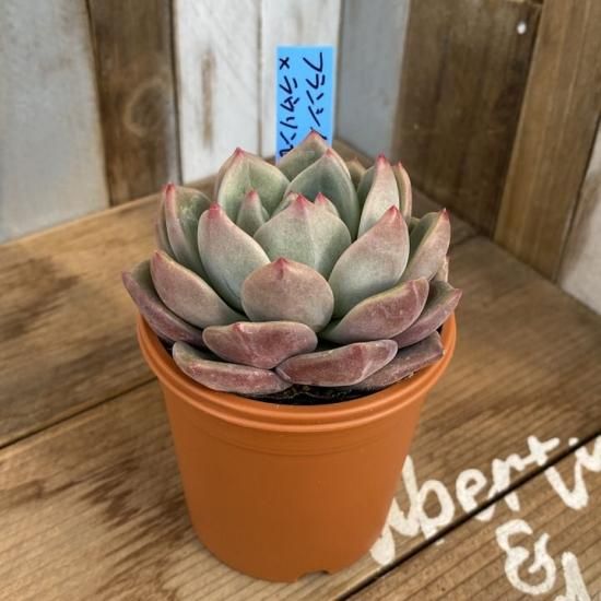 フランシノ×ラウリンゼ 現物商品 - 多肉植物 人気の多肉植物 多 フランシノ×ラウリンゼ 現物商品 - 多肉植物 人気の多肉植物 多