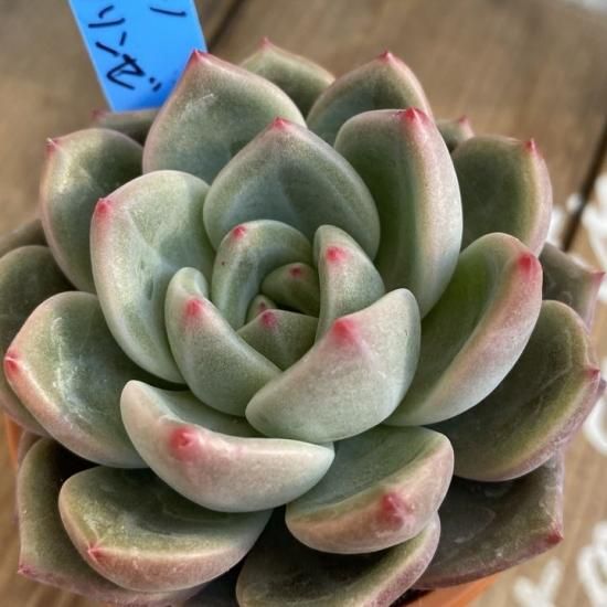フランシノ×ラウリンゼ 現物商品 - 多肉植物 人気の多肉植物 多 フランシノ×ラウリンゼ 現物商品 - 多肉植物 人気の多肉植物 多