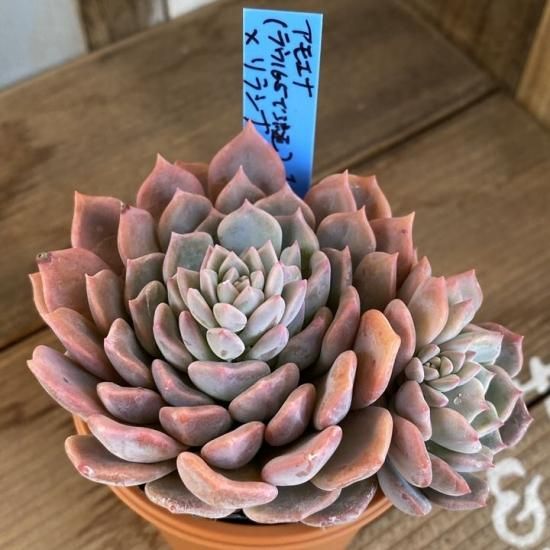 アモエナ ラウ165で流通 リラシナ 現物商品 多肉植物 人気の多肉植物 多種類の多肉植物通販専門店リバスタ アモエナ ラウ165で流通 リラシナ 現物商品 多肉植物 人気の多肉植物 多種類の多肉植物通販専門店リバスタ