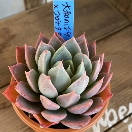 大和のばら×コロラータタパルパ 現物商品 - 多肉植物 人気の多肉植物
