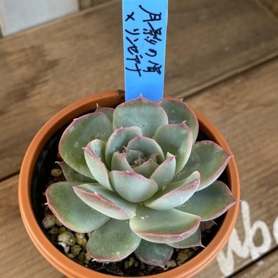 月影の宵×リンゼアナ 現物商品 - 多肉植物 人気の多肉植物 多種類の ...