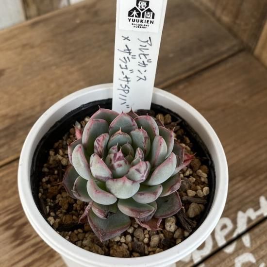 アルビカンス×ザラゴーサSPノバ 現物商品 - 多肉植物 人気の多肉