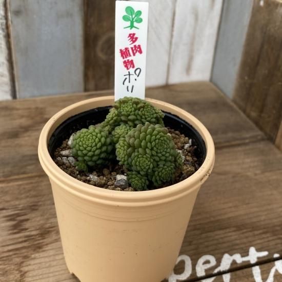 23981.7円完全オーダー 早期割引送料無料 専用⭐ポリフィラ 多肉植物