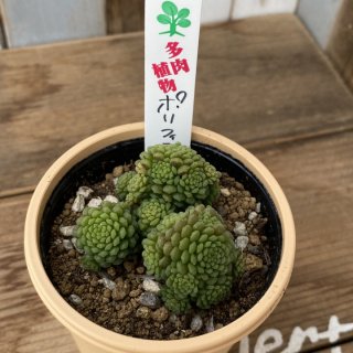 いとうグリーンで生産された多肉植物商品一覧ページ｜多肉植物通販専門店リバスタ