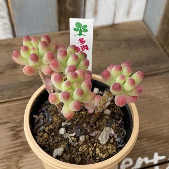 セダム 乙女心 多肉植物 人気の多肉植物 多種類の多肉植物通販専門店リバスタ