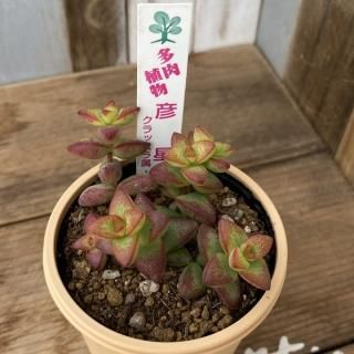 商品検索 - 多肉植物 人気の多肉植物 多種類の多肉植物通販専門 商品検索 - 多肉植物 人気の多肉植物 多種類の多肉植物通販専門
