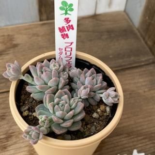 セダムとセデベリアの商品一覧ページ｜多肉植物通販専門店リバスタ