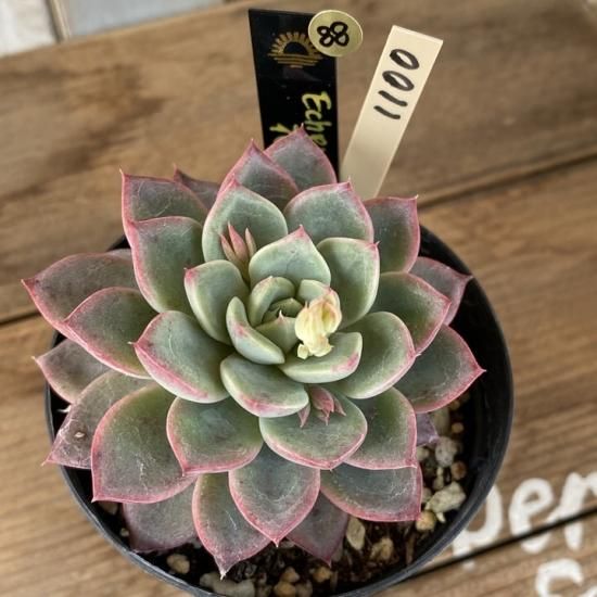 花和神 ８９ 現物商品 多肉植物 人気の多肉植物 多種類の多肉植物通販専門店リバスタ