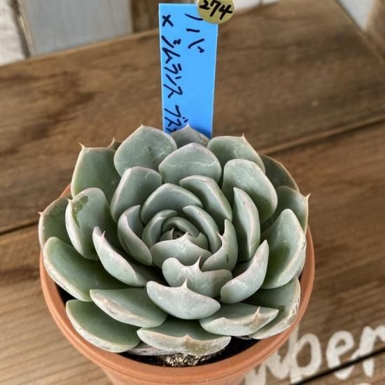 ★売約済みエケベリア「フィオナ×シムランスブスタマンテ」☆ ノバ×シムランスブスタマンテ 現物商品 - 多肉植物 人気の多肉