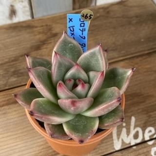 おらいさんで生産された多肉植物商品一覧ページ|多肉植物通販 おらいさんで生産された多肉植物商品一覧ページ|多肉植物通販