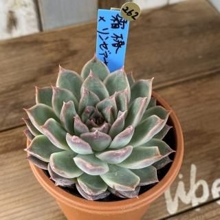 おらいさんで生産された多肉植物商品一覧ページ|多肉植物通販 おらいさんで生産された多肉植物商品一覧ページ|多肉植物通販