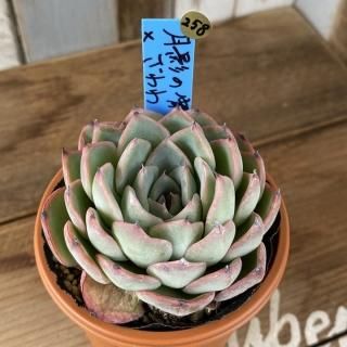 おらいさんで生産された多肉植物商品一覧ページ|多肉植物通販 おらいさんで生産された多肉植物商品一覧ページ|多肉植物通販