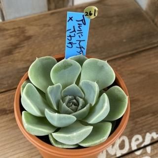 おらいさんで生産された多肉植物商品一覧ページ|多肉植物通販専門店