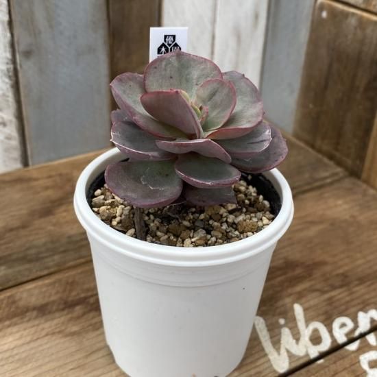 おまとめ！　39SALE！多肉植物^o^   スヨン スヨン群生 多肉植物 エケベリア 多肉植物 Roots 通販 18690855