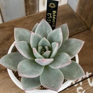 リバスタChoice!!の多肉植物商品一覧ページ|多肉植物通販専門店 リバスタChoice!!の多肉植物商品一覧ページ|多肉植物通販専門店