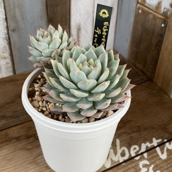 ティッピー 現物商品 多肉植物 人気の多肉植物 多種類の多肉植物通販専門店リバスタ ティッピー 現物商品 多肉植物 人気の多肉植物 多種類の多肉植物通販専門店リバスタ