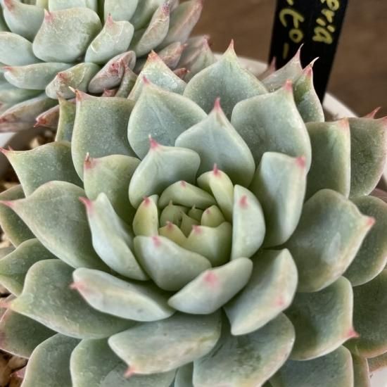 ティッピー 現物商品 多肉植物 人気の多肉植物 多種類の多肉植物通販専門店リバスタ ティッピー 現物商品 多肉植物 人気の多肉植物 多種類の多肉植物通販専門店リバスタ
