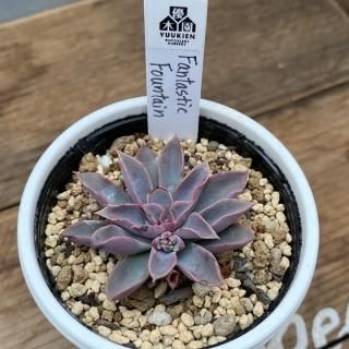 優木園 - 多肉植物 人気の多肉植物 多種類の多肉植物通販専門店