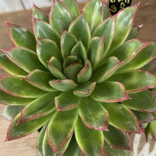 花の相府蓮 現物商品 - 多肉植物 人気の多肉植物 多種類の多肉
