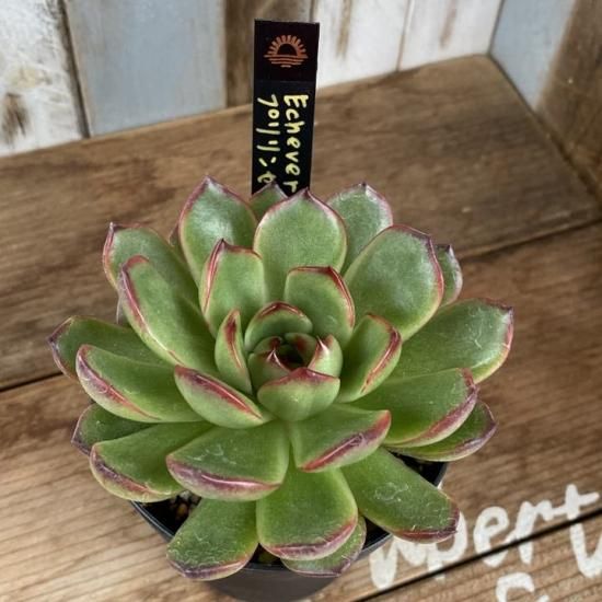プリリンゼアナ 現物商品 - 多肉植物 人気の多肉植物 多種類の プリリンゼアナ 現物商品 - 多肉植物 人気の多肉植物 多種類の