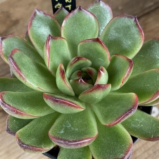 プリリンゼアナ 現物商品 - 多肉植物 人気の多肉植物 多種類の プリリンゼアナ 現物商品 - 多肉植物 人気の多肉植物 多種類の