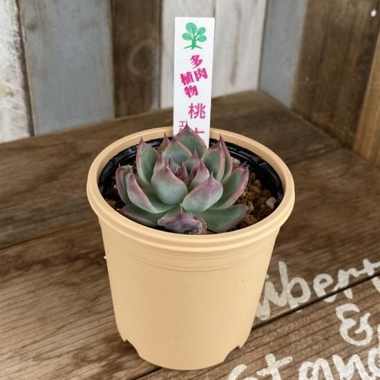 エケベリア 桃太郎 - 多肉植物 人気の多肉植物 多種類の多肉植物