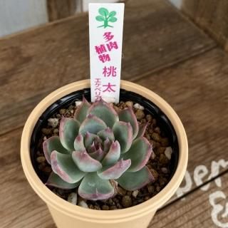 �����٥ꥢ��������Ϻ����