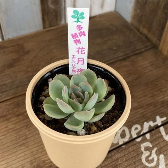 エケベリア 花月夜 - 多肉植物 人気の多肉植物 多種類の多肉植物 エケベリア 花月夜 - 多肉植物 人気の多肉植物 多種類の多肉植物