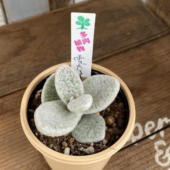 雪だるま　カランコエ　多肉　希少　レア カランコエ 雪だるま - 多肉植物 人気の多肉植物 多種類の多肉植物通販
